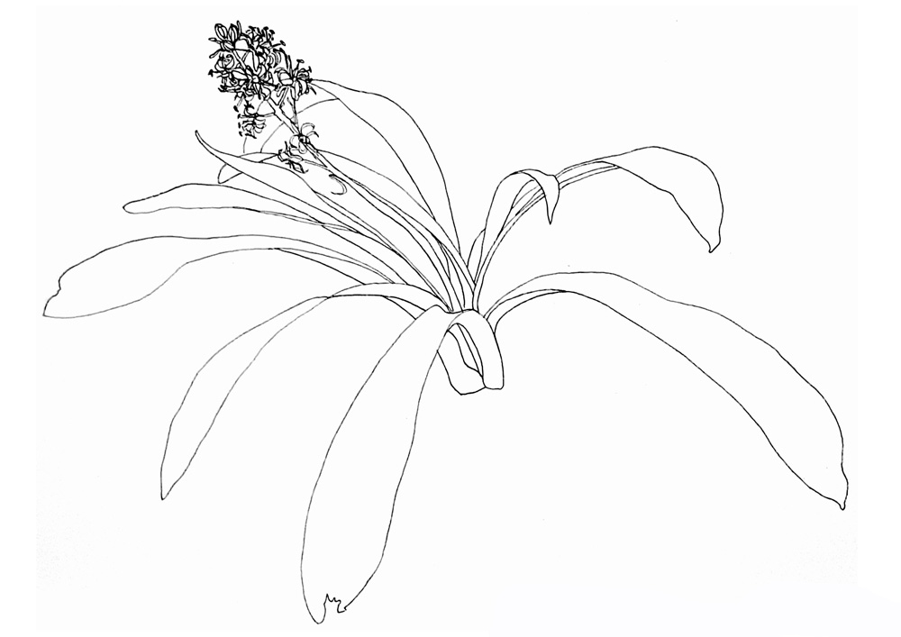 Een lijntekening van July Leesberg van de sterhyacint, Scilla lilio-hyacinthus. Een sierlijk bolgewas met violette of blauwe bloemen.