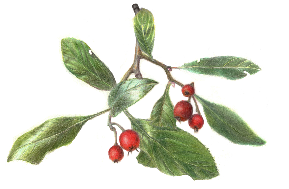 In het Atelier van July Leesberg leer diepte scheppen in je plantentekening met behulp van schaduw en kleur. Crataegus lavallei ©julyleesberg 2025